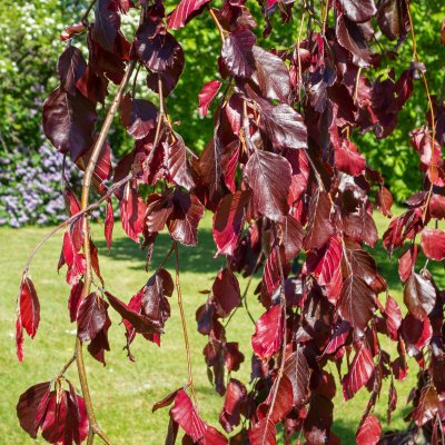 Fagus sylvatica Purpurea Pendula, Hängblodbok