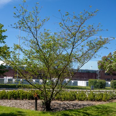 Prunus Accolade, Vårkörsbär