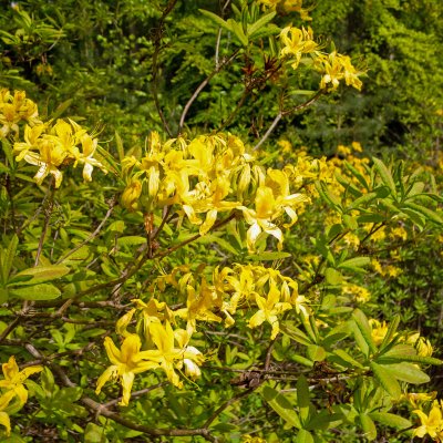 Rhododendron luteum, Guldazalea