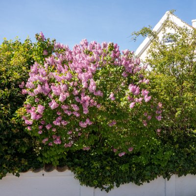 Syringa vulgaris, Bondsyrén