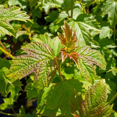 Viburnum opulus Pohjan Neito