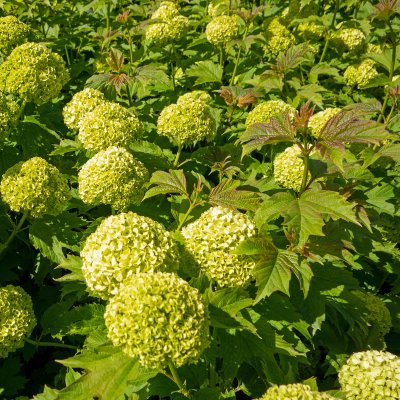 Viburnum opulus Pohjan Neito