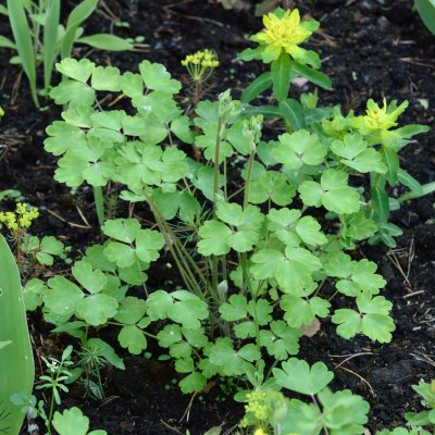 Aquilegia vulgaris Ruby Port