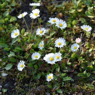 Bellis perennis