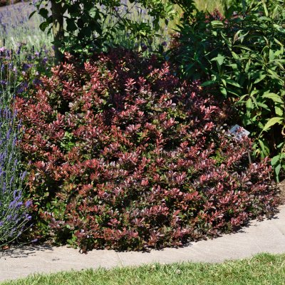 Berberis thunbergii Atropurpurea Nana, Dvärgberberis