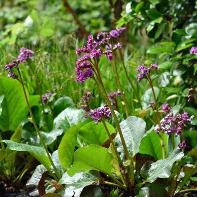 Bergenia cordifolia Eroica (Overture)