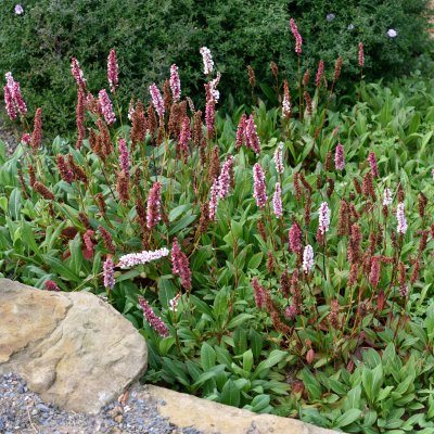 Bistorta affinis Superba