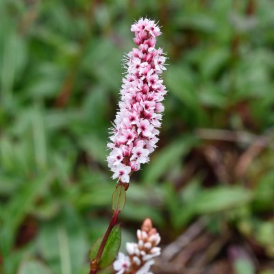 Bistorta affinis Superba