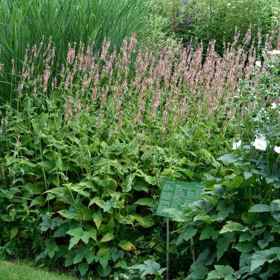 Bistorta amplexicaulis Rosea