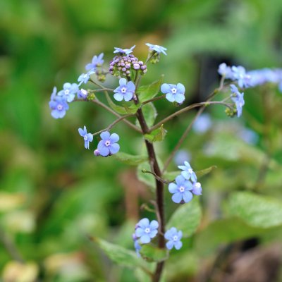 Brunnera macrophylla Alexander´s Great ®, Kaukasisk Förgätmigej