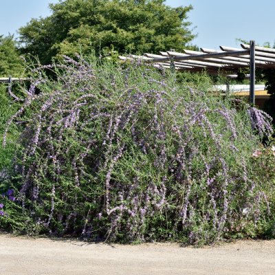 Buddleja alternifolia, Sommarbuddleja, busk C3,5