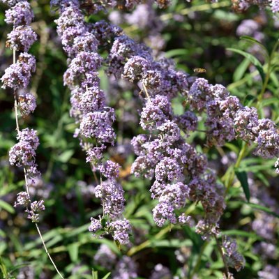 Buddleja alternifolia, Sommarbuddleja, busk C3,5