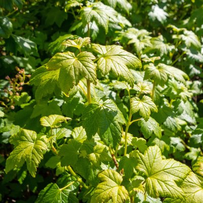 Ribes glandulosum