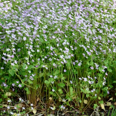 Claytonia sibirica