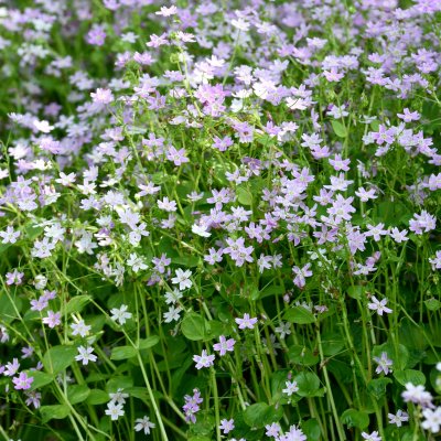 Claytonia sibirica