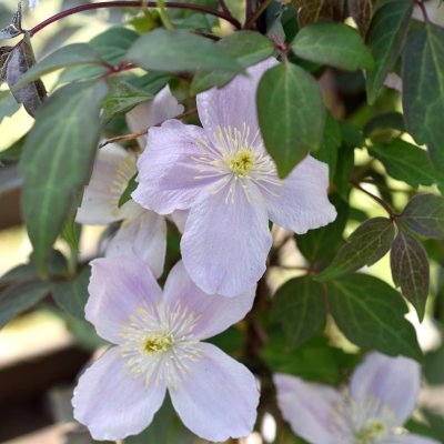 Clematis montana Mayleen