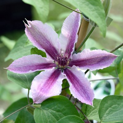 patens Rosamunde, Klematis Storblommig, C2