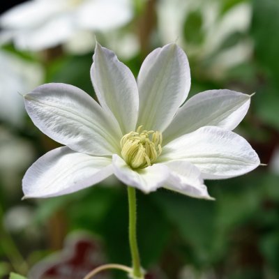 Clematis patens Shirayukihime