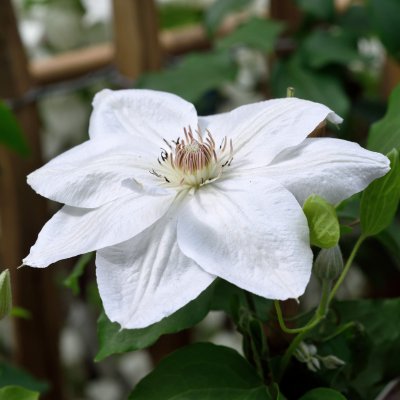 Clematis patens Mrs George Jackman