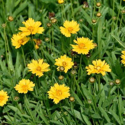 Coreopsis grandiflora Early Sunrise, Flicköga, P9cm