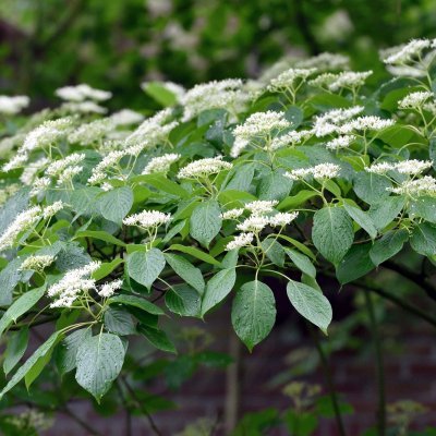 Cornus controversa, Pagodkornell