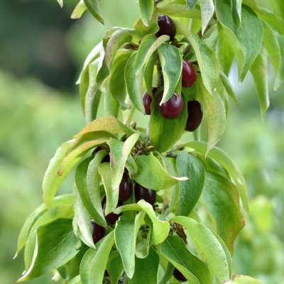 Cornus officinalis