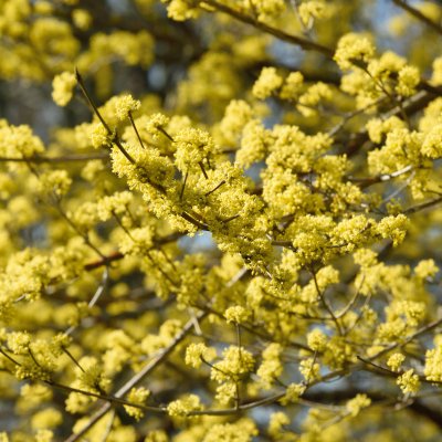 Cornus officinalis