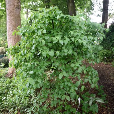 Cornus officinalis