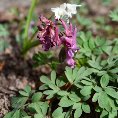 Corydalis solida, Stor Nunneört, P9cm