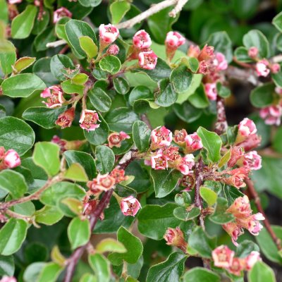Cotoneaster apiculatus E, Klippoxbär, busk C3,5