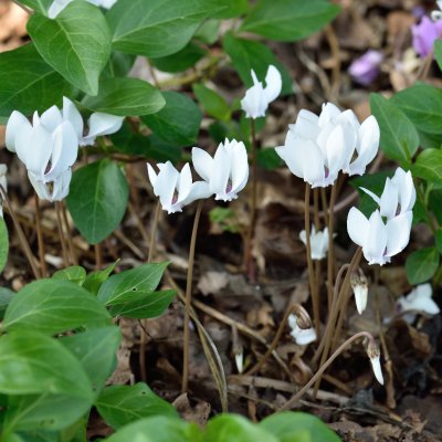 Cyclamen hederifolium Album, Höstcyklamen, P9cm
