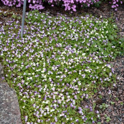 Cymbalaria muralis, Murreva, P9cm