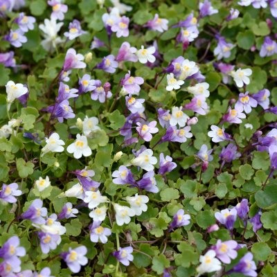 Cymbalaria muralis, Murreva, P9cm