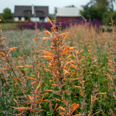 Agastache baberi Firebird, Kolibriört, P9cm
