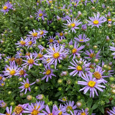 Aster amellus Axel Tallner, Brittsommaraster