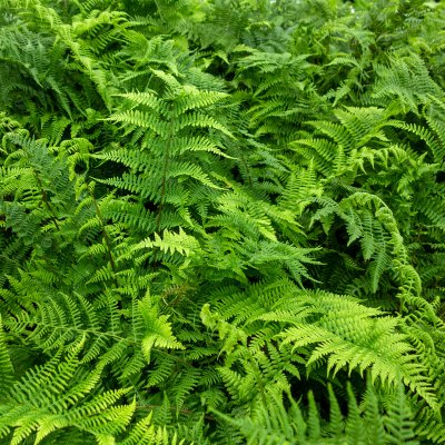 Athyrium filix-femina, Majbräken