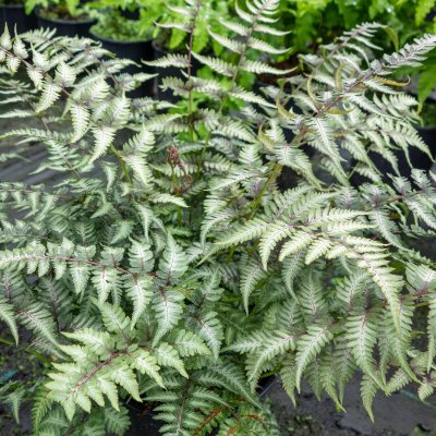 Athyrium niponicum Pictum (Metallicum), Regnbågsbräken