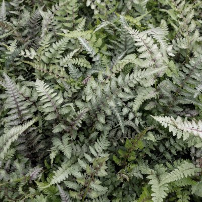 Athyrium niponicum Pictum (Metallicum), Regnbågsbräken