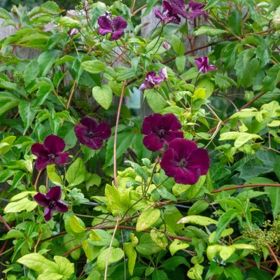Clematis viticella Royal Velours