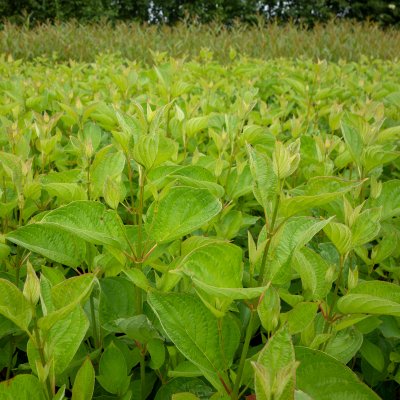 Cornus sericea Firedance ® (Bailadeline), Videkornell, busk C3,5