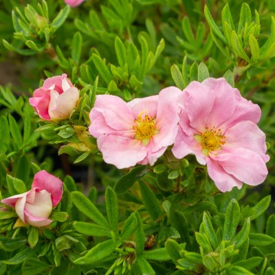 Dasiphora fruticosa Pink Beauty / Lovely Pink ®, Ölandstok