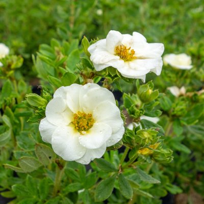 Dasiphora fruticosa Créme Brûlée ®