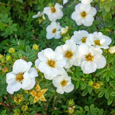 Dasiphora fruticosa Créme Brûlée ®