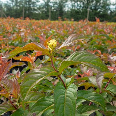 Diervilla sessilifolia Dise