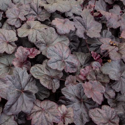 Heuchera hybr. Obsidian ®, Alunrot