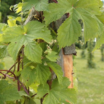 Humulus lupulus Näs, Humle, C2