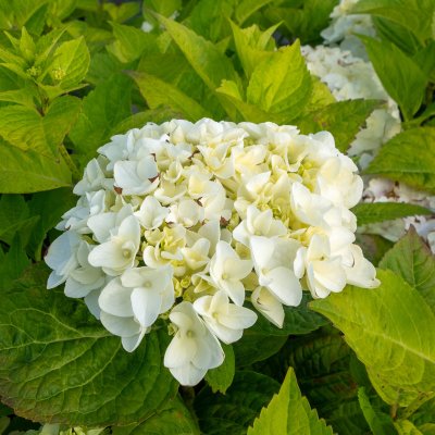 Hydrangea macrophylla Endless Summer ® The Bride ®, Hortensia