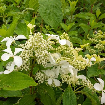 Hydrangea paniculata Great Star ® (Le Vasterival)