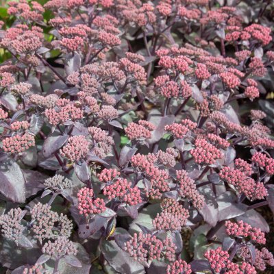 Hylotelephium telephium Xenox ®