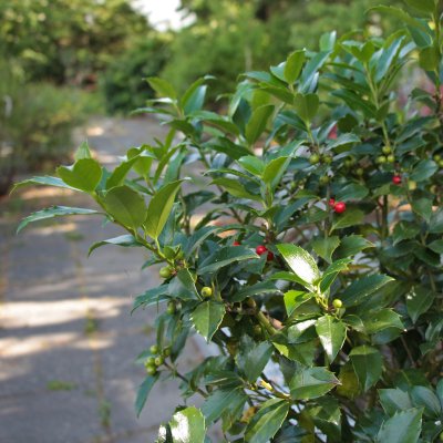 Ilex meserveae Blue Maid, Blå Järnek